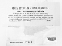 Plasmopara viticola image